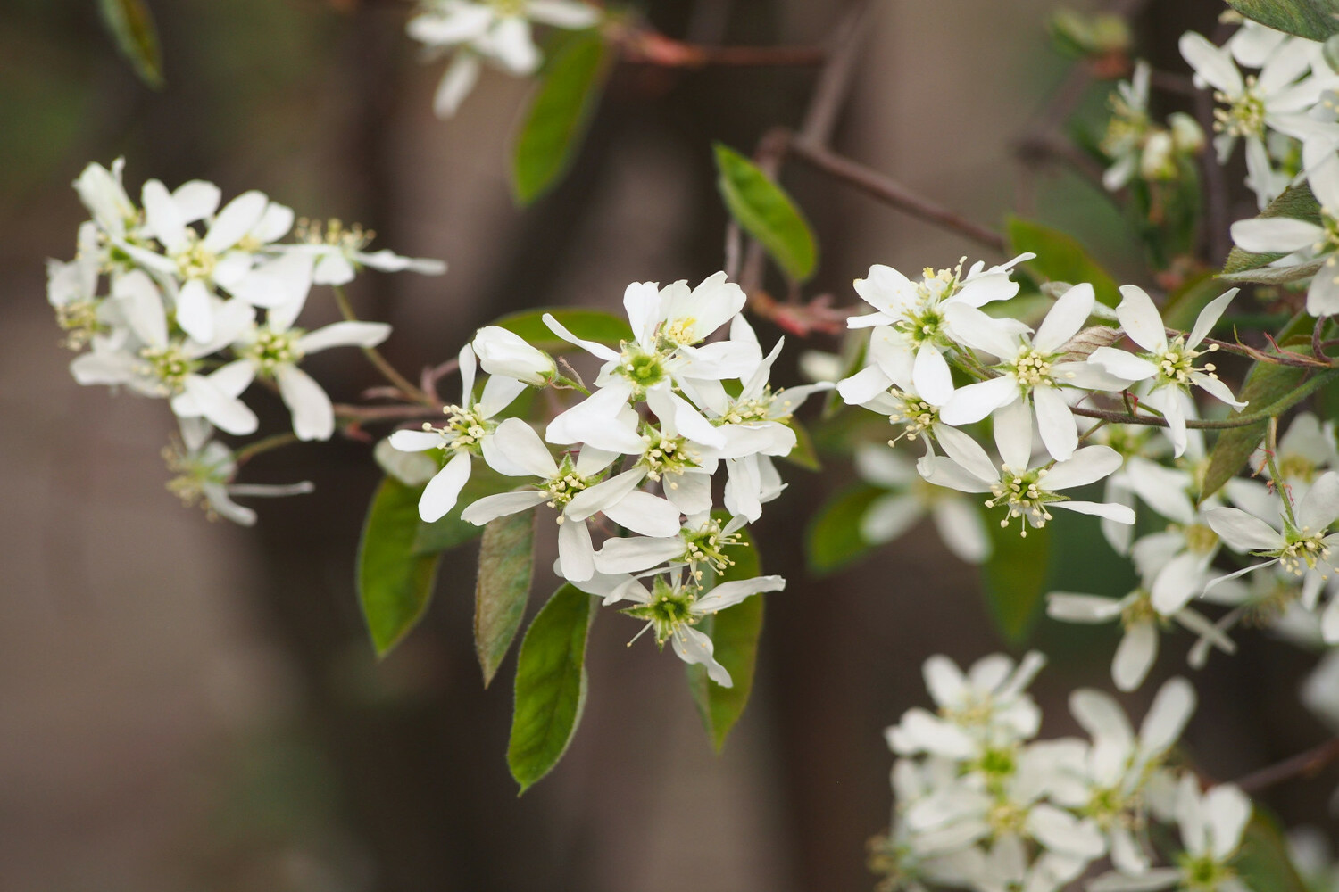 Year-round colour for landscapes