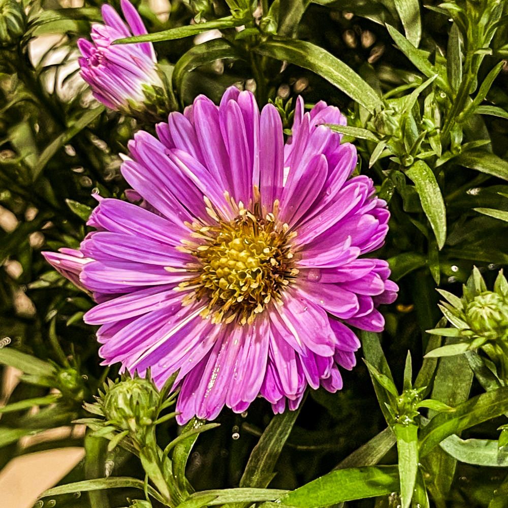 Aster-2
