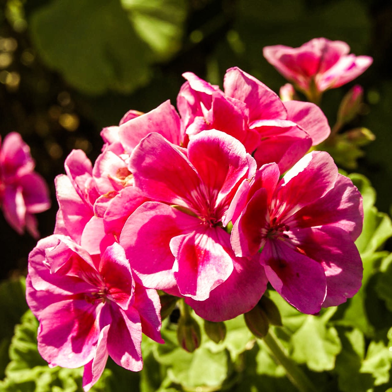 Geranium-2 To use
