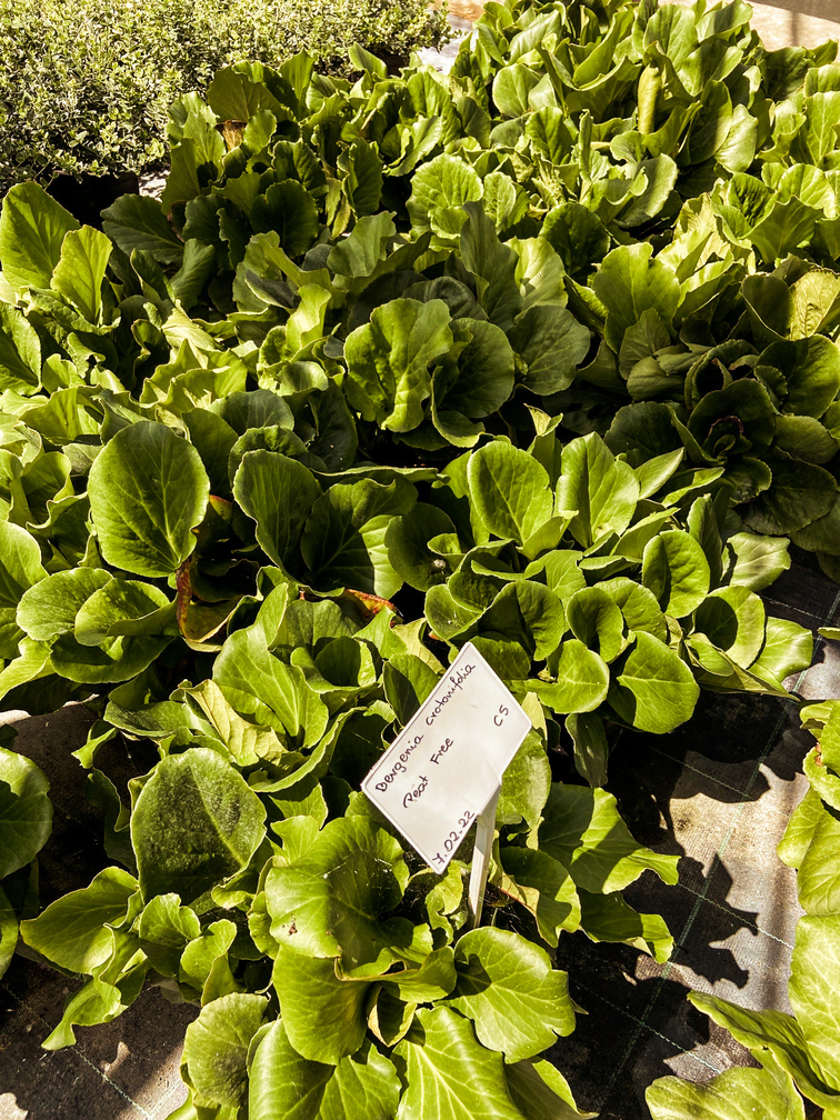 Peat_free_3-2_50