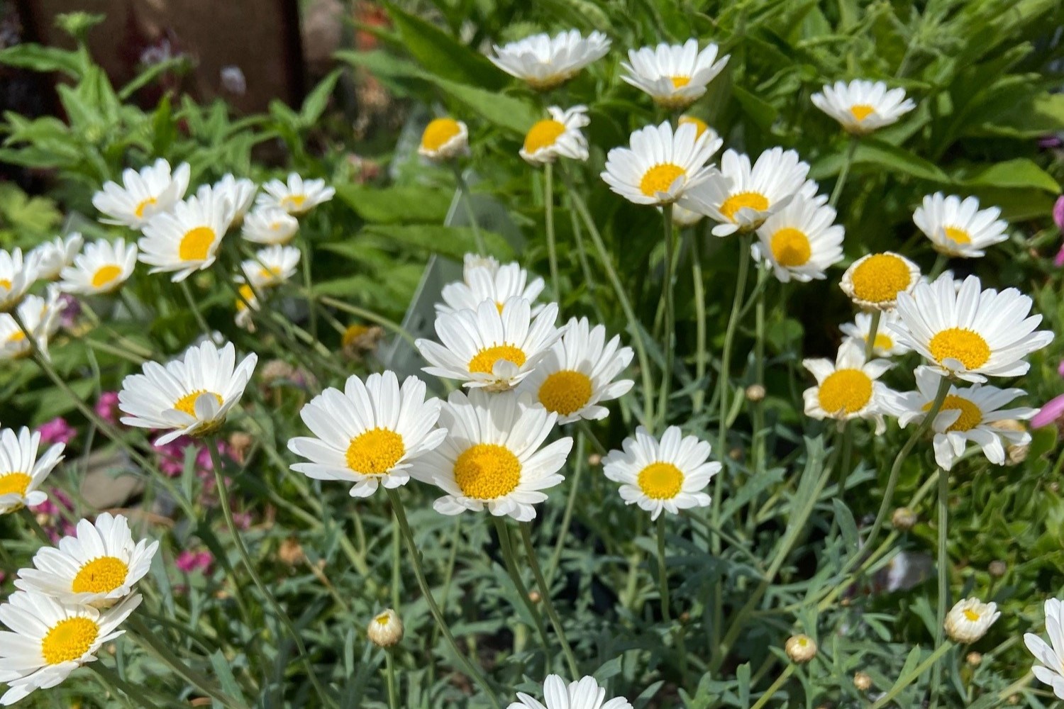 The Summer Solstice and your garden🌿